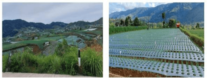 Pertanian Kabupaten Solok: Pilar Perekonomian yang Menjanjikan