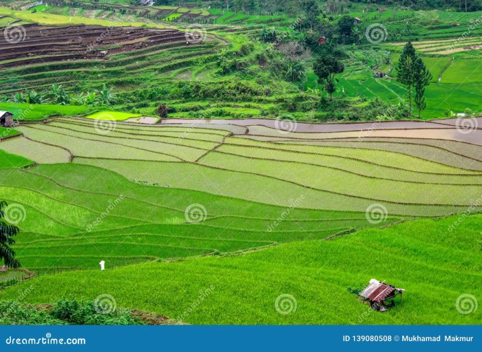 Pemandangan sawah di Kabupaten 50 Kota