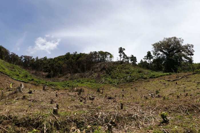 Media Sumbar – Kakek Sumbar Ditangkap Rusak 25 Hektare Hutan Produksi